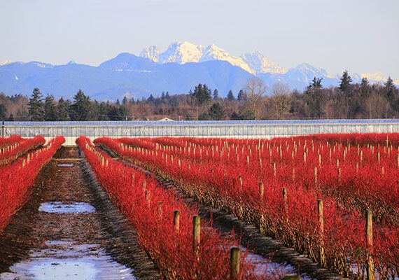 shutterstock 243611494 1