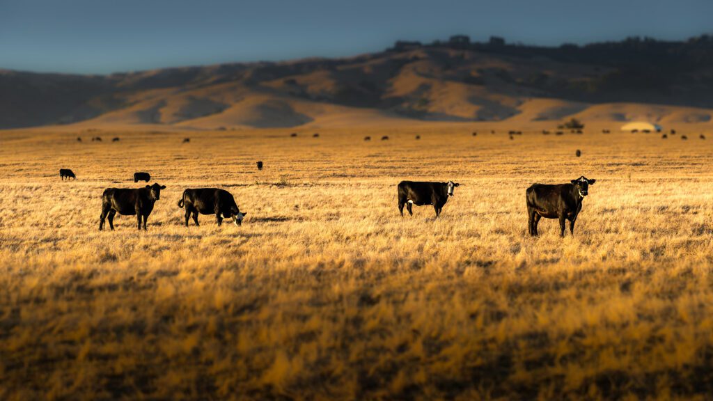 cows wheat field