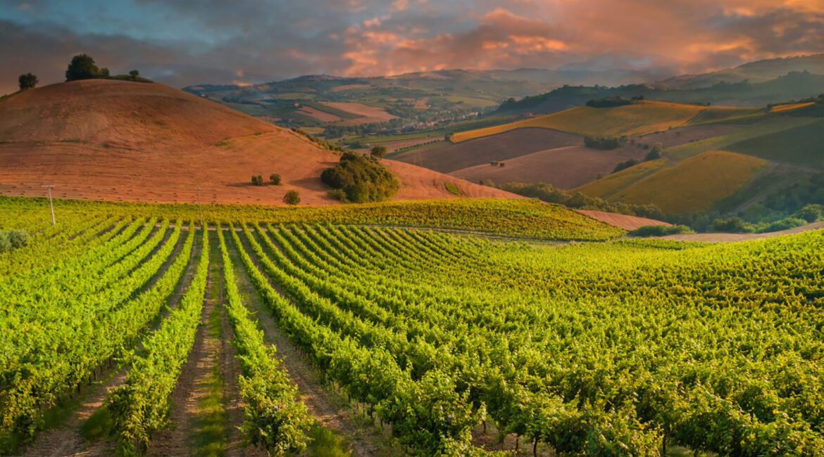 Conterra offers Vineyard and Orchard Loans