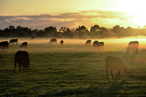 Cattle Fog