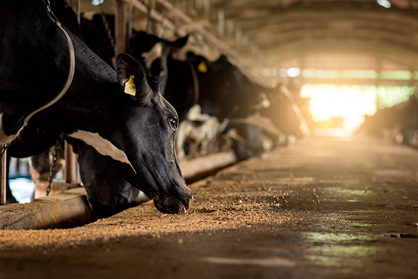 Dairy farm sunset