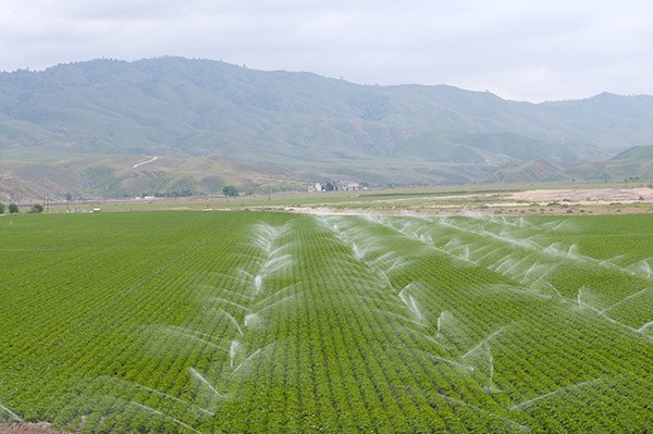 Large field in California