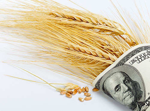 Wheat Money web