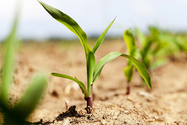 corn sprouting web600