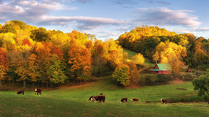 Autumn farm at the end of the day - cows on back roads near Boone North Carolina