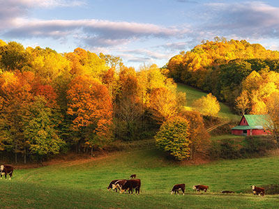 Autumn farm at the end of the day - cows on back roads near Boone North Carolina