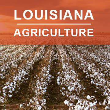 Louisiana Agriculture2