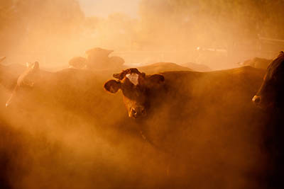 bull in dust