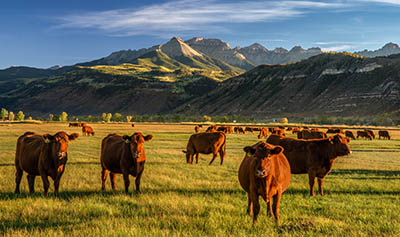 cattle by the mountains