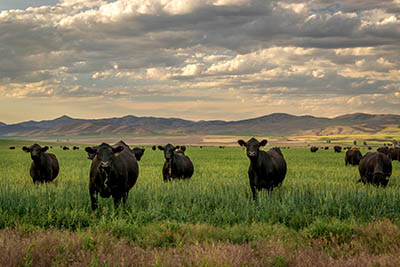 cattle in grass field