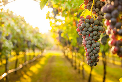 grapes harvesting