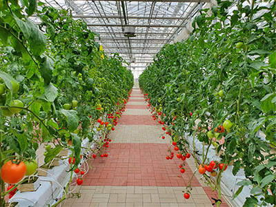 indoor farming tomatoes