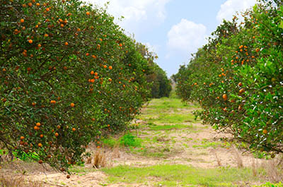 orange trees in florida