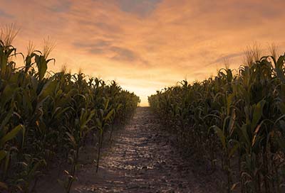 rendering path between two corn field