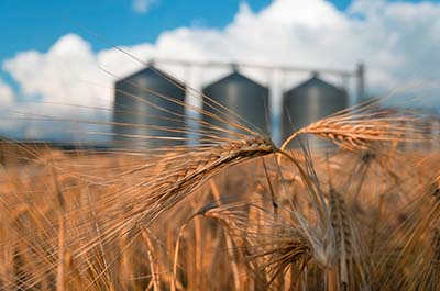 silos by wheat field