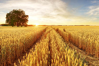 gold wheat field