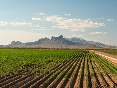 Farm agriculture field with Picacho Peak in distance, Tucson Arizona. High quality photo