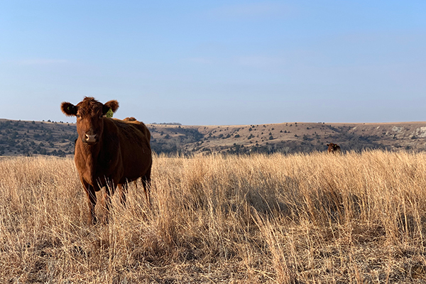 SHORT-TERM LOSSES FOR LONG-TERM GAINS IN CATTLE MARKET