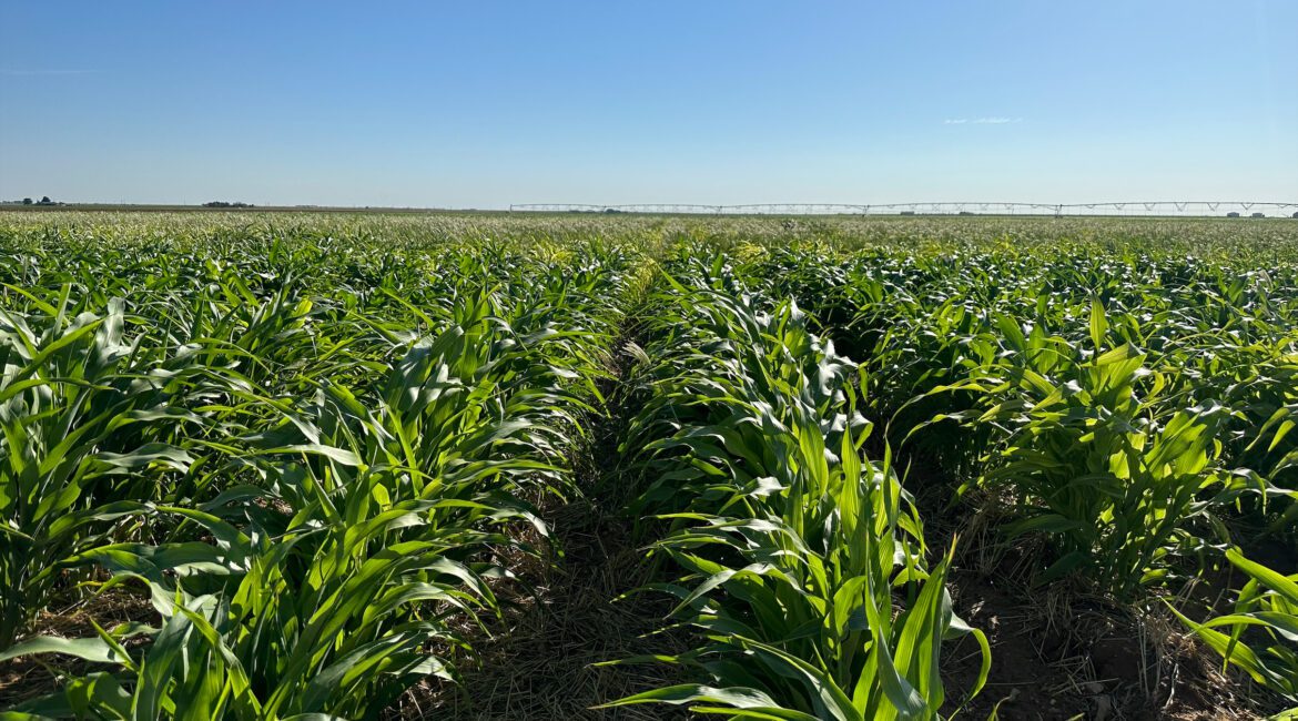 Corn Crop Inspection