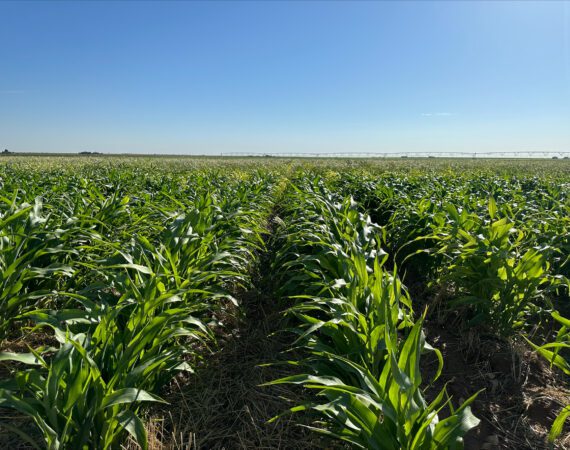 Corn Crop Inspection