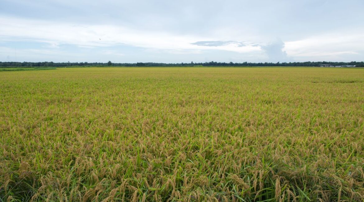 How Lenders Actually Value Ag Real Estate (It's Not Just the Appraisal) 1 ag real estate value appraisal lenders