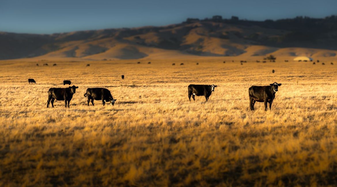 cattle market financing decisions
