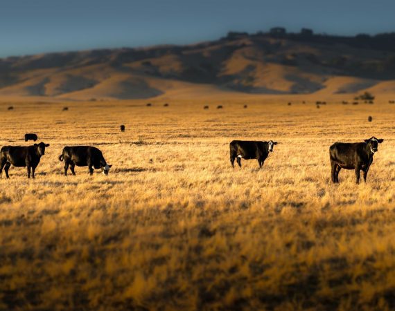 cattle market financing decisions